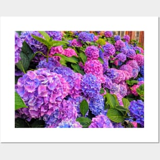 Hydrangeas at the Victoria & Albert Museum Posters and Art